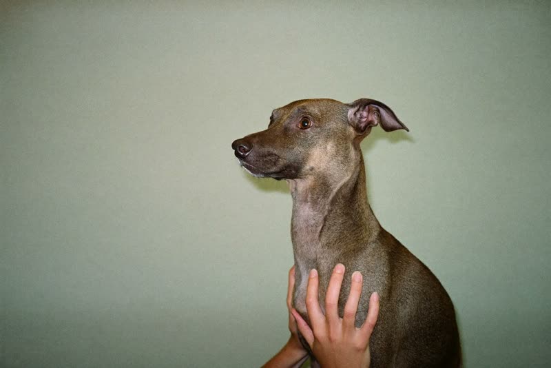 A dog standing calmly on the grooming table while being held steady