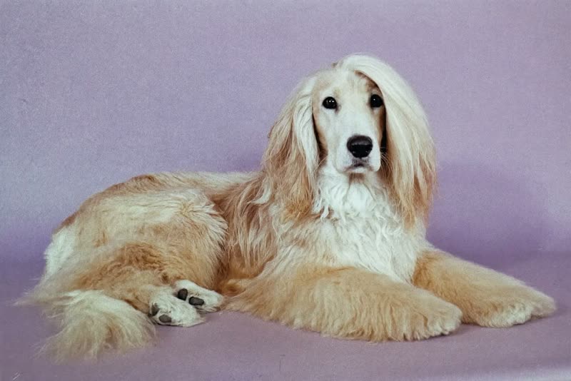 A long-coated dog lying relaxed after a groom