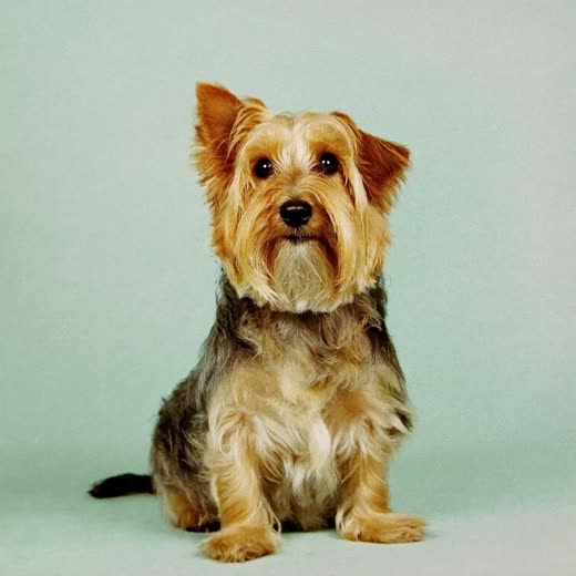 A freshly washed and dried terrier after a full groom