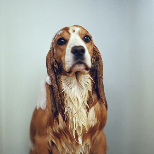A wet spaniel mid-bath