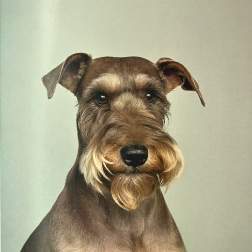 A wire-coated dog with a scissor-finished face trim